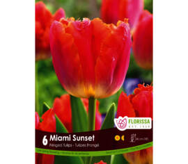 Tulipe Miami Sunset (Frangée) (Paquet de 6) (taille : 12 cm et +)