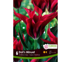 Tulipe Doll's Minuet (Viridiflora) (Zone : 3) (Paquet de 6 bulbes)