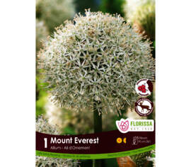 Allium Mount Everest (Parfumé) (Zone : 4) (1 bulbe)