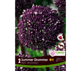 Allium Summer Drummer (Parfumé) (Zone : 3) (Paquet de 2 bulbes)