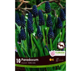 Muscari Paradoxum (Parfumé) (Zone : 4) (Paquet de 10 bulbes)