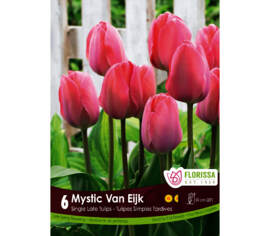 Tulipe Mystic Van Eijk (Simple tardive) (Zone : 3) (Paquet de 6)