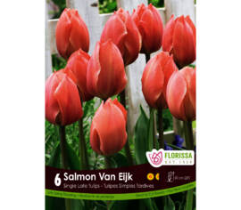 Tulipe Salmon Van Eijk (Paquet de 6) (taille : 12 cm et +)