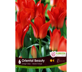 Tulipe Oriental Beauty (Greigii) (Zone : 3) (Paquet de 6 bulbes)