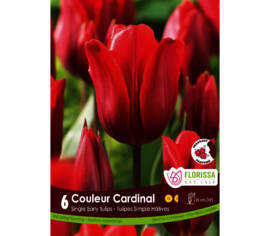 Tulipe Couleur Cardinal (Simple hâtive) (Paquet de 6)