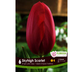 Tulipe Skyhigh Scarlet (Darwin) (Simple tardive) (Zone : 3) (Paquet de 6 bulbes)