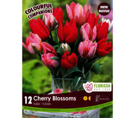 Tulipe Cherry Blossoms (Colourful Companions) (Paquet de 12 bulbes)