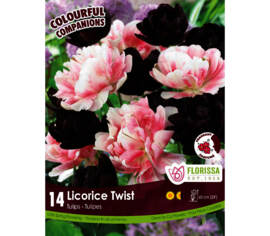 Tulipe Licorice Twist - Black Hero & Finola (Double tardive) (Colourful Companions) (Zone : 3) (Paquet de 14 bulbes)
