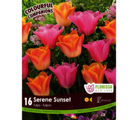 Tulipe Serene Sunset - Salmon Dynasty & Mistress (Triumph) (Colourful Companions) (Zone : 3) (Paquet de 16 bulbes)