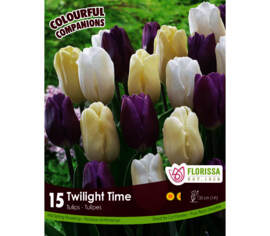 Tulipe Twilight Time - Flag Crème, White & Purple (Simple hâtive) (Colourful Companions) (Zone : 3)