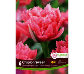 Tulipe Crispion Sweet (Double Frangée) (Zone : 4) (Paquet de 6 bulbes)