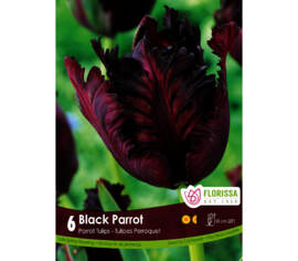 Tulipe Black Parrot (Perroquet) (Zone : 4) (Paquet de 6 bulbes)