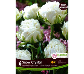 Tulipe Snow Crystal (Double Frangée) (Zone : 3) (Paquet de 6 bulbes)