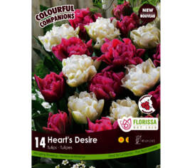Tulipe Heart's Desire - T Mondial & Averyon (Double hâtive) (Colourful Companions) (Zone : 3) (Paque