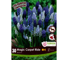 Muscari Magic Carpet Ride - Muscari Mix (Colourful Companions) (Zone : 4) (Paquet de 30 bulbes)