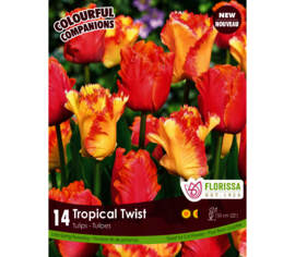 Tulipe Tropical Twist - Caribbean Parrot/Amazing Parrot (Colourful Companions) (Zone : 3) (Paquet de