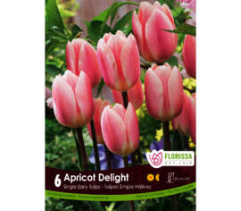 Tulipe Apricot Delight (Delight Serie) (Simple hâtive) (Paquet de 6 bulbes)
