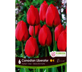 Tulipe Canadian Liberator (Triumph) (Zone : 3) (Paquet de 6 bulbes)