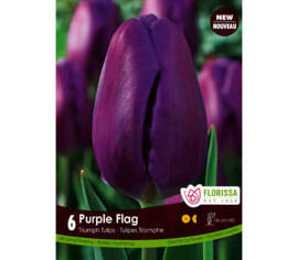 Tulipe Purple Flag (Triumph) (Zone : 3) (Paquet de 6)
