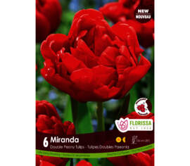 Tulipe Miranda (Pivoine Double tardive) (Parfumée) (Zone : 3) (Paquet de 6 bulbes)