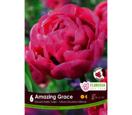Tulip Amazing Grace (Double Early) (Package of 6 bulbs)
