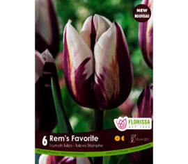 Tulipe Rem's Favorite (Triumph) (Paquet de 6 bulbes)