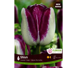 Tulipe Shiun (Triumph) (Paquet de 6 bulbes)