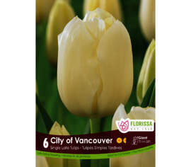Tulipe City of Vancouver (Darwin) (Simple tardive) (Paquet de 6 bulbes)