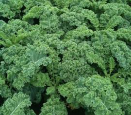 Chou Frisé Vates Biologique (Kale) (Semences)