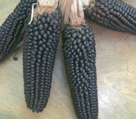 Maïs à éclater Dakota Black Biologique (Semences)