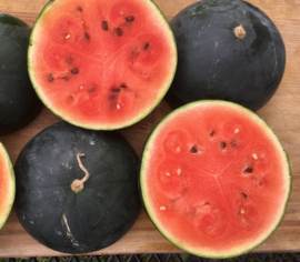 Melon d'eau Blacktail Mountain Biologique (Semences)