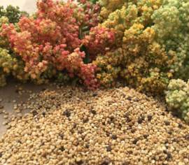 Quinoa Arc-en-Ciel Biologique (Semences)