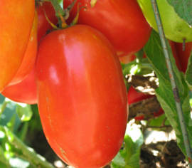 Tomate italienne Aunt Mary's Paste Biologique (Semences)
