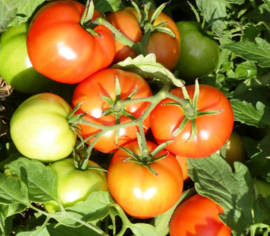 Tomate standard Mountain Princess Biologique (Semences)