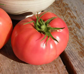 Tomate standard Savignac Biologique (Semences)