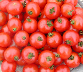 Tomate cerise Sub-Arctic Biologique (Semences)