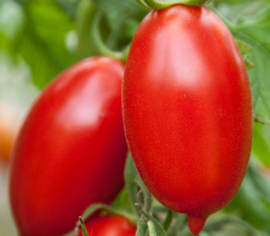 Tomate italienne Amish Biologique (Semences)