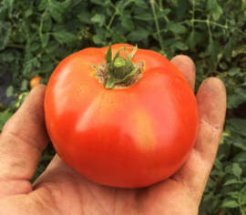 Tomate Merveille des Marchés Biologique