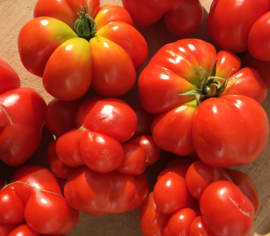 Tomate standard Voyageuse Biologique (Semences)