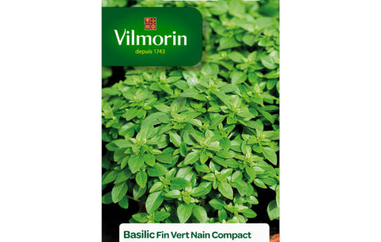 Basilic Fin Vert Compact