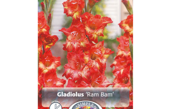 Glaïeul Ram Bam (À grandes fleurs) (Paquet de 10 bulbes) (taille : 12/14 cm)