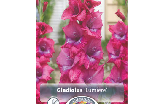 Glaïeul Lumiere (À grandes fleurs) (Paquet de 10 bulbes)