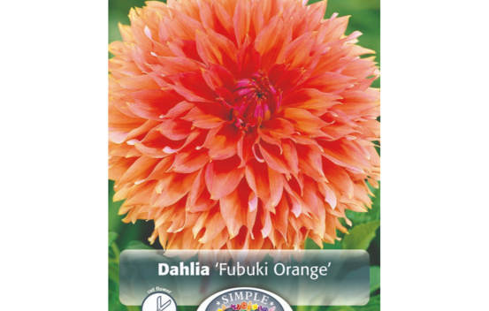 Dahlia Fubuki Orange (Fimbriata) (1 bulbe)