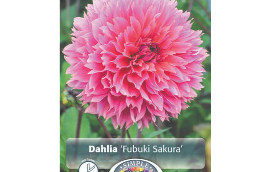 Dahlia Fubuki Sakura (Fimbriata) (1 bulbe)