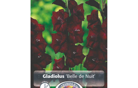 Glaïeul Belle de Nuit (À grandes fleurs) (Paquet de 8 bulbes)