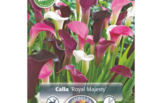 Calla Royal Majesty Blend (Période de floraison étendue - Inspiration Blend) (Paquet de 3 bulbes)