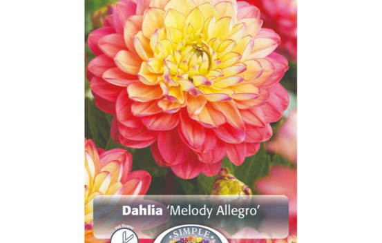 Dahlia Melody Allegro (Décoratif) (1 bulbe)