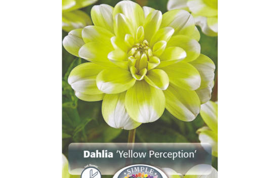 Dahlia Yellow Perception (Décoratif) (1 bulbe)