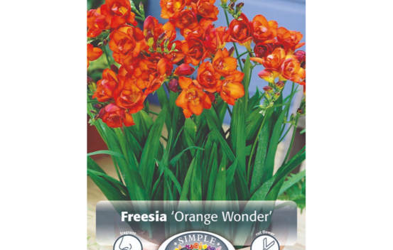 Freesia Orange Wonder (Paquet de 10 bulbes)