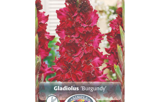 Glaïeul Burgundy (Perroquet) (Paquet de 10 bulbes)